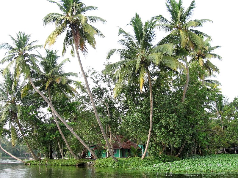 Kérala Cocotiers et maison sur une île