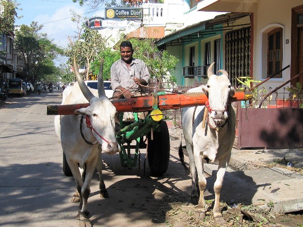 Inde une calèche tractée par 2 buffles blancs et conduite par un indien souriant
