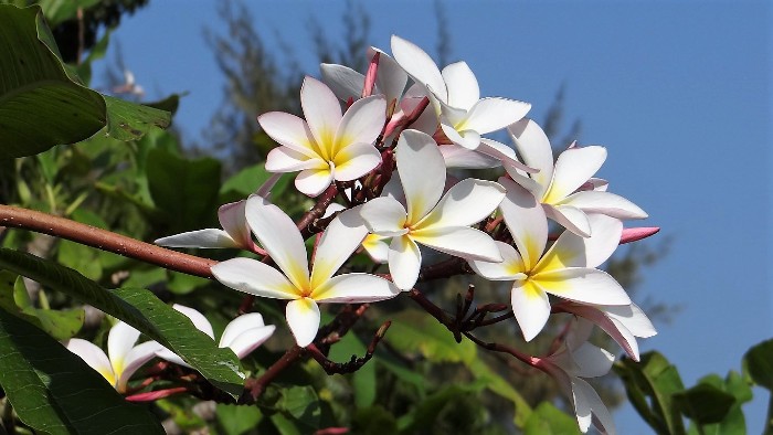 Inde fleurs blanches de frangipanier