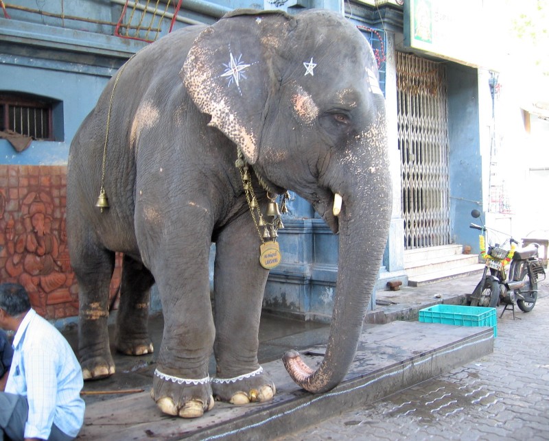 Eléphant maquillé devant un temple indien