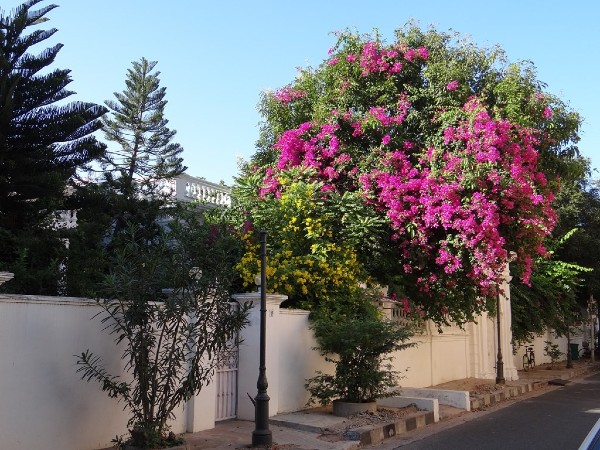 Pondichéry énorme bougainvillier qui dépasse d'un muret