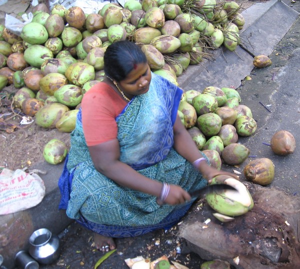 Inde Indienne en sari qui découpe une noix de coco