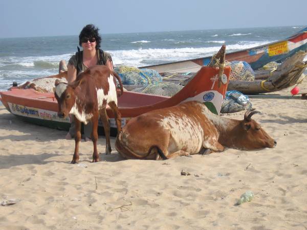 Inde touriste sur une plage en Inde au milieu de 2 vaches