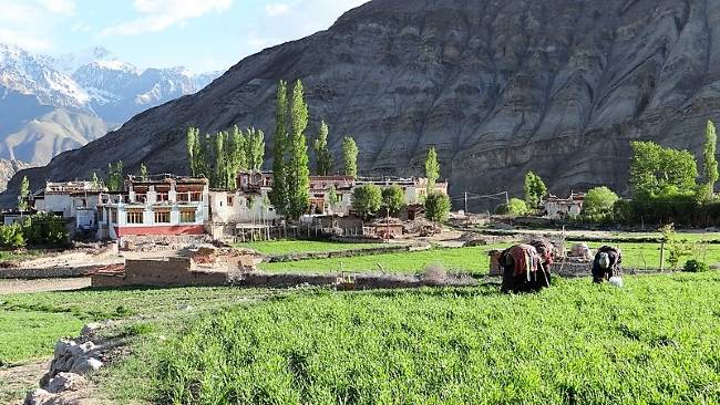 Ladakh petit village de montagnes et champs cultivée où des silhouettes courbées travaillent