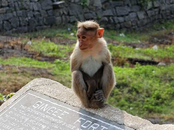 Inde singe assis sur une pierre