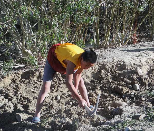 Inde Ladakh un adolescent bêche un jardin