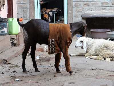 Une chèvre habillée d'un gilet aux manches longues