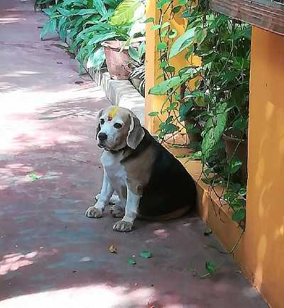 Chien avec maquillage