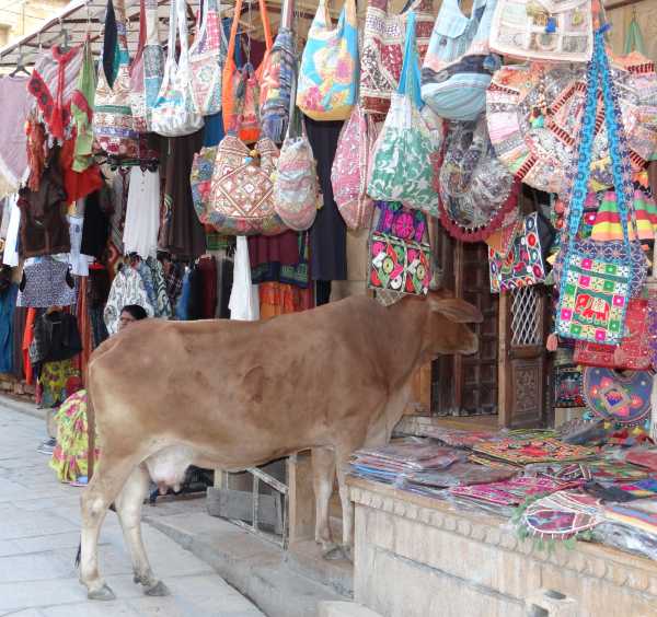 Vache entrant dans un magasin