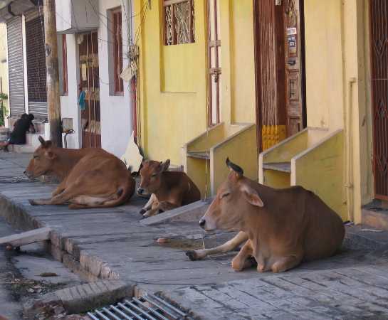 3 vaches allongées sur un trottoir