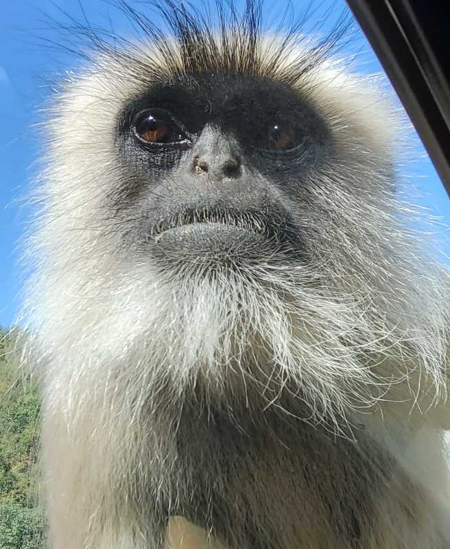 Visage en gros plan d'un singe noir et gris