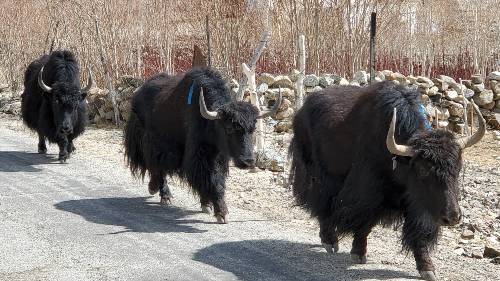 Un troupeau de grosses vaches aux longs poils noirs marchant sur une route