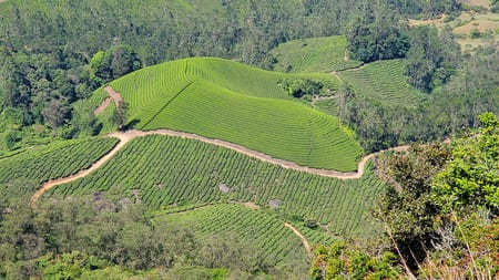 Une colline recouverte de petits buissons et traversés par un chemin